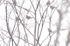 Turdus eunomus × naumanni