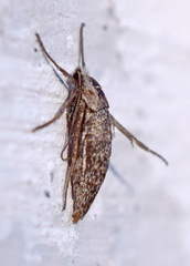 Deuterotinea casanella