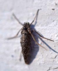 Deuterotinea casanella