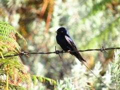 Hirundo atrocaerulea