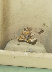 Margarosticha