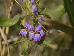 Hygrophila auriculata