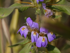 Hygrophila auriculata