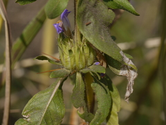 Hygrophila auriculata