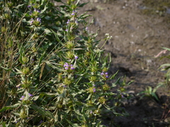 Hygrophila auriculata