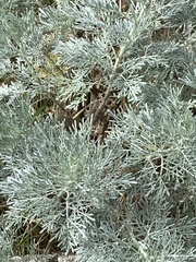 Artemisia arborescens