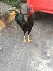 Gallus gallus domesticus