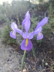 Iris xiphium