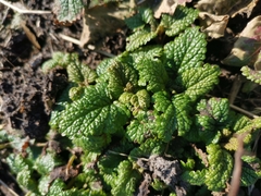 Lamium maculatum