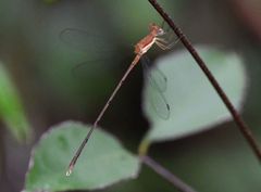 Lestes ochraceus