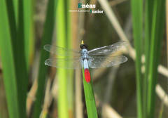 Planiplax erythropyga