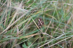 Chrysolarentia vicissata