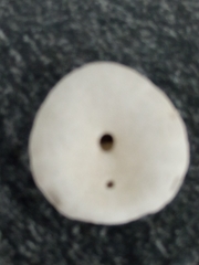 Echinocyamus pusillus image