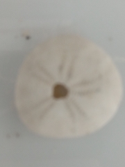 Echinocyamus pusillus image