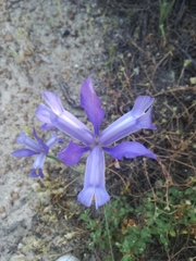 Iris xiphium