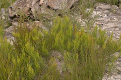 Allocasuarina nana