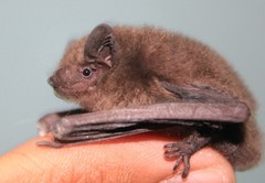 Pipistrellus javanicus