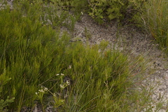 Allocasuarina nana