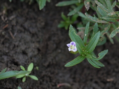 Limnophila indica