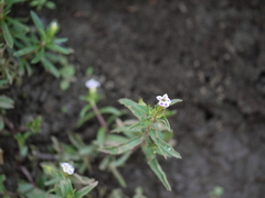 Limnophila indica