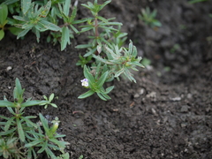 Limnophila indica