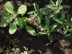 Limnophila indica