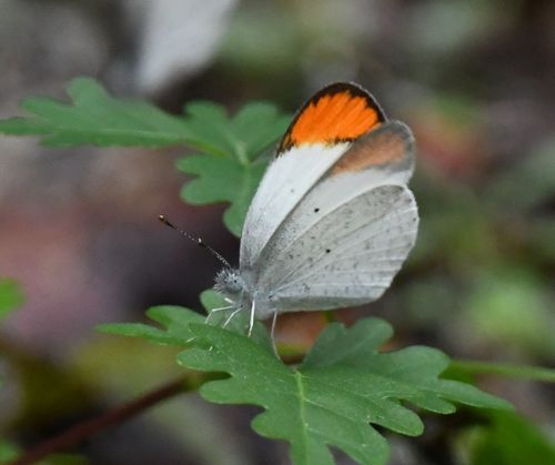 Colotis evanthe