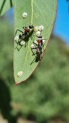 Camponotus ephippium