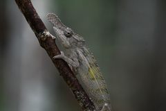 Furcifer rhinoceratus