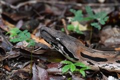 Madagascar Boa photo 1