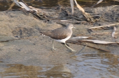 Tringa ochropus