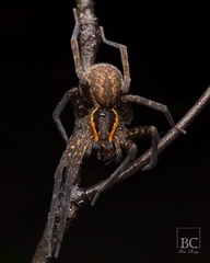 Dolomedes briangreenei