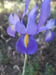 Iris xiphium