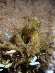 Simocarcinus simplex