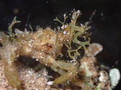 Simocarcinus simplex