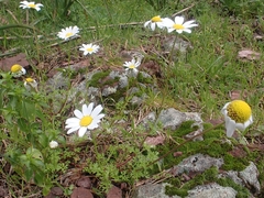 Anthemis chia