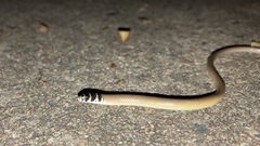 Delma tincta