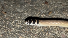 Delma tincta