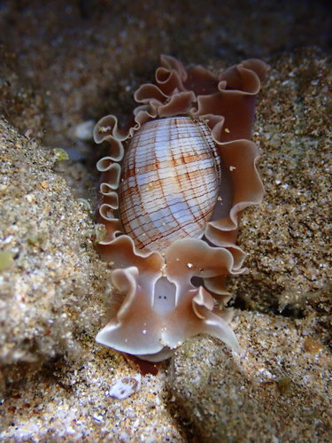 Hydatina physis observed 2022-02-28