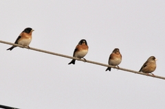 Fringilla montifringilla