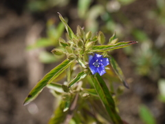 Hydrolea zeylanica