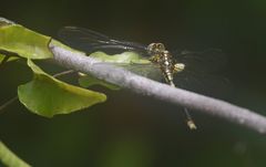 Orthetrum icteromelas