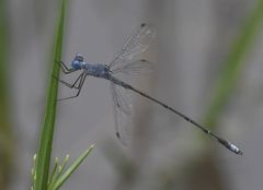 Lestes simulatrix