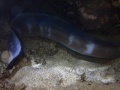 Conger marginatus