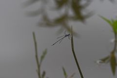 Lestes simulatrix