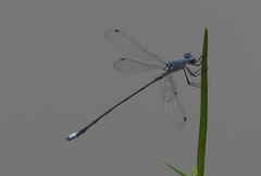 Lestes simulatrix