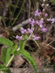 Teucrium argutum