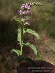 Teucrium argutum