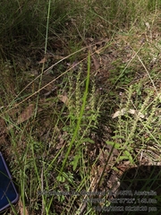 Teucrium argutum