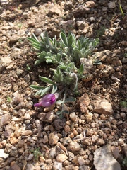 Astragalus purshii lectulus